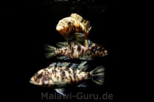 Metriaclima fainzilberi 'Lupingu'